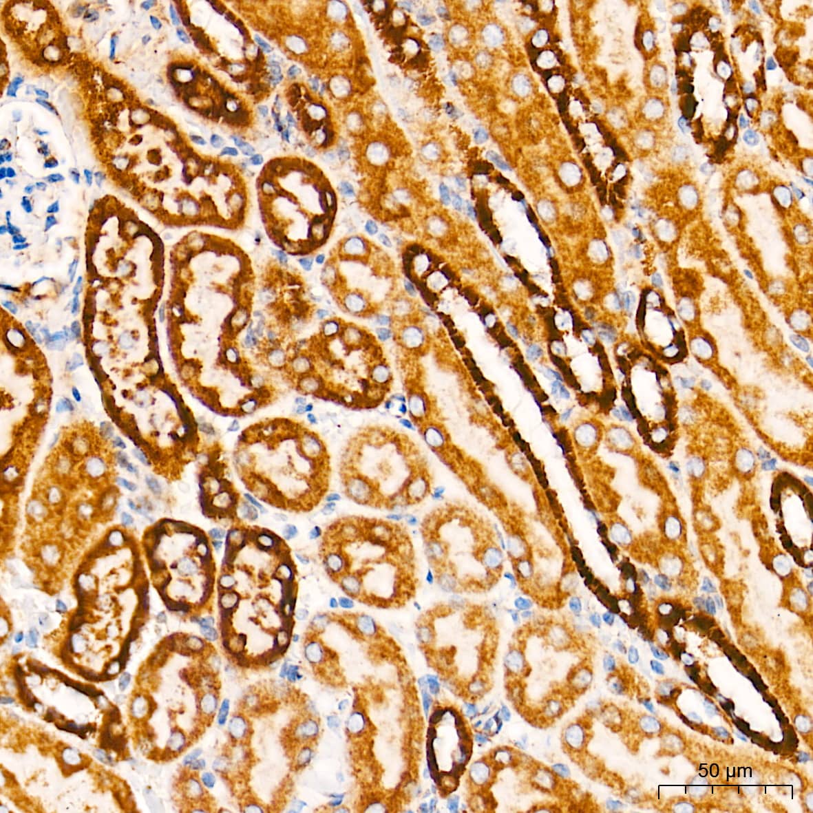 Immunohistochemistry: Cytochrome c Antibody (6R10F3) [NBP3-16512] - Immunohistochemistry analysis of paraffin-embedded Mouse kidney tissue using Cytochrome c Rabbit mAb at a dilution of 1:500 (40x lens). High pressure antigen retrieval performed with 0.01M Tris-EDTA Buffer (pH 9.0) prior to IHC staining.