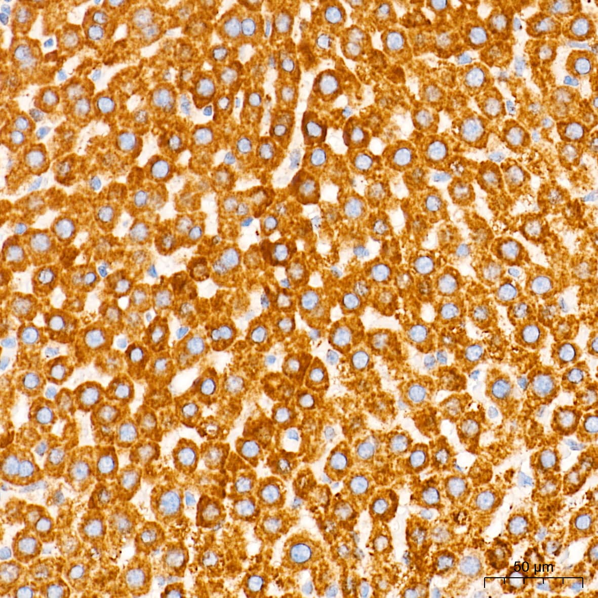 Immunohistochemistry: Cytochrome c Antibody (6R10F3) [NBP3-16512] - Immunohistochemistry analysis of paraffin-embedded Rat liver tissue using Cytochrome c Rabbit mAb at a dilution of 1:500 (40x lens). High pressure antigen retrieval performed with 0.01M Tris-EDTA Buffer (pH 9.0) prior to IHC staining.