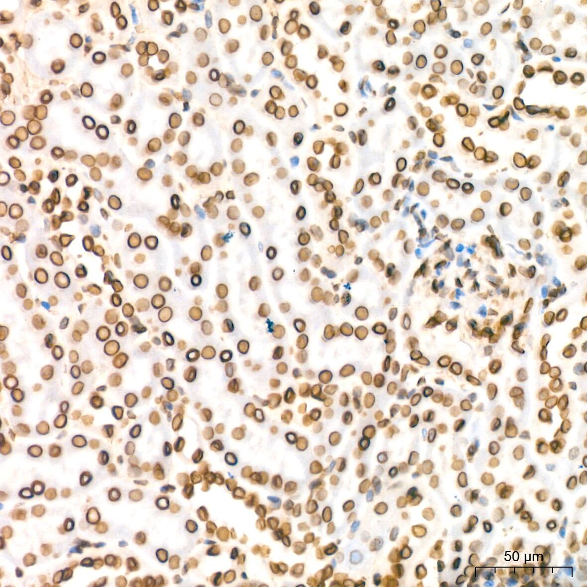 Immunohistochemistry: Lamin B2 Antibody (1S9M6) [NBP3-16527] - Immunohistochemistry analysis of paraffin-embedded Mouse kidney tissue using Lamin B2 Rabbit mAb at a dilution of 1:200 (40x lens). High pressure antigen retrieval was performed with 0.01 M citrate buffer (pH 6.0) prior to IHC staining.