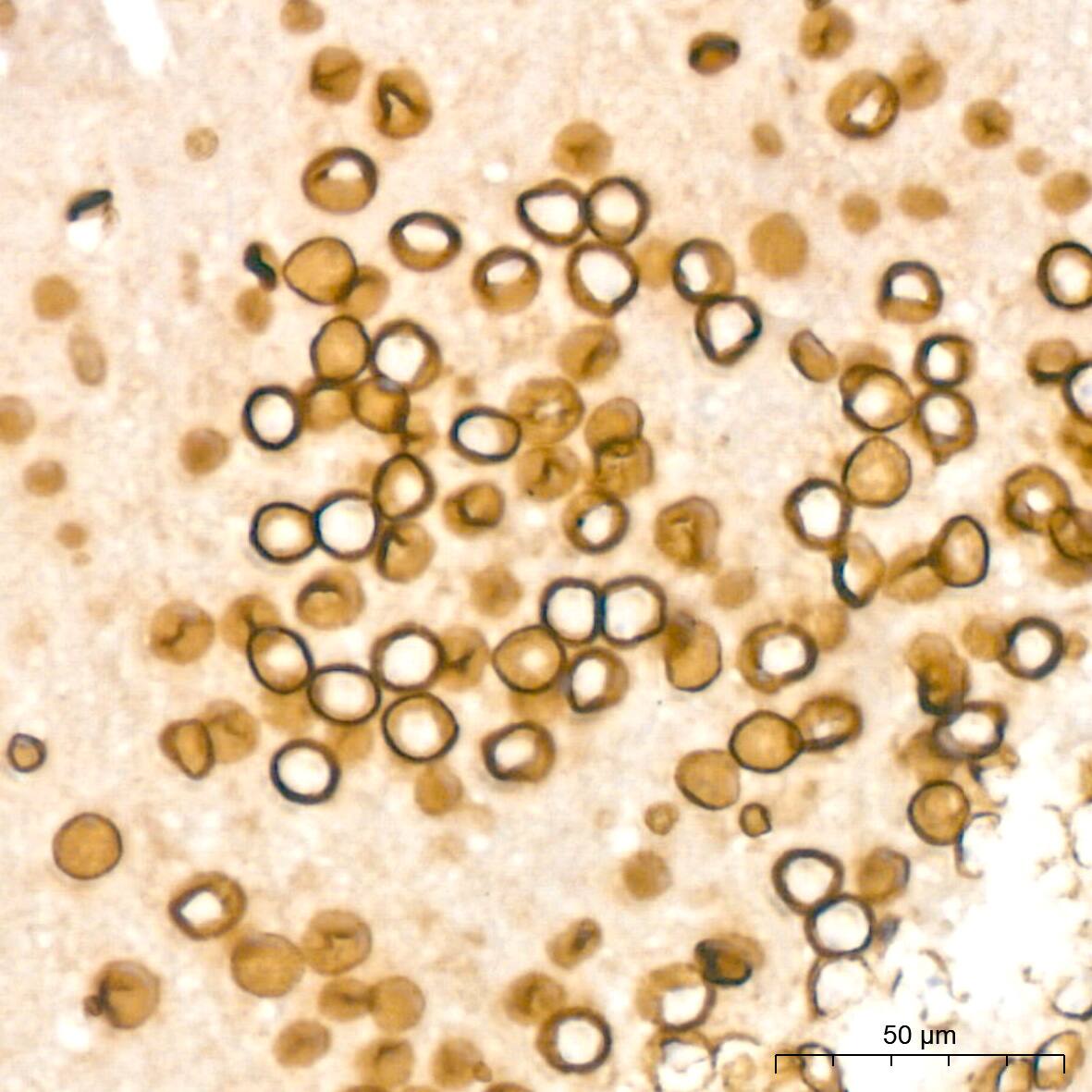 Immunohistochemistry: Lamin B2 Antibody (1S9M6) [Lamin B2] - Immunohistochemistry analysis of paraffin-embedded Mouse brain tissue using Lamin B2 Rabbit mAb  at a dilution of 1:200 (40x lens). High pressure antigen retrieval was performed with 0.01 M citrate buffer (pH 6.0) prior to IHC staining.