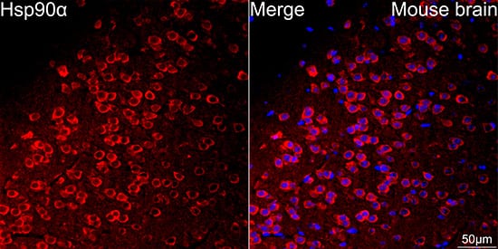 Immunocytochemistry/ Immunofluorescence: HSP90 alpha Antibody (0R3S6) [NBP3-16528] - Confocal imaging of paraffin-embedded Mouse brain tissue using HSP90 alpha Rabbit mAb followed by a further incubation with Cy3 Goat Anti-Rabbit IgG (H+L) . DAPI was used for nuclear staining (Blue). Microwave antigen retrieval performed with 0.01M Citrate Buffer (pH 6.0) prior to IF staining. Objective: 40x.