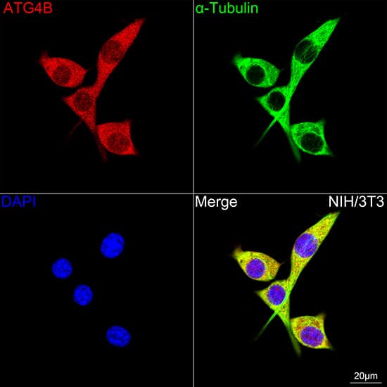 Immunocytochemistry/ Immunofluorescence: ATG4B Antibody (9H6M6) [NBP3-16538] - Confocal imaging of NIH/3T3 cells using ATG4B Rabbit mAb  followed by a further incubation with Cy3 Goat Anti-Rabbit IgG (H+L)  . The cells were counterstained with alpha-Tubulin Mouse mAb  followed by incubation with ABflo 488-conjugated Goat Anti-Mouse IgG (H+L) Ab  (Green). DAPI was used for nuclear staining (Blue). Objective: 100x.