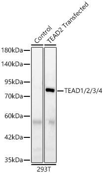 Western Blot: TEAD (pan) Antibody (3Q10Q8) [NBP3-16550] - Western blot analysis of lysates from wild type (WT) and 293T cells transfected with TEAD2 using TEAD1/2/3/4 mAb at 1:1000 dilution. Secondary antibody:HRP Goat Anti-Rabbit IgG (H+L) at 1:10000 dilution.Lysates/proteins: 25 ug per lane.Blocking buffer: 3% nonfat dry milk in TBST.Detection:ECL Basic Kit .Exposuretime: 20s.