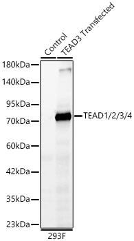 Western Blot: TEAD (pan) Antibody (3Q10Q8) [NBP3-16550] - Western blot analysis of lysates from wild type (WT) and 293F cells transfected with TEAD3 using TEAD1/2/3/4 mAb at 1:1000 dilution. Secondary antibody:HRP Goat Anti-Rabbit IgG (H+L) at 1:10000 dilution.Lysates/proteins: 25 ug per lane.Blocking buffer: 3% nonfat dry milk in TBST.Detection:ECL Basic Kit .Exposuretime: 10s.