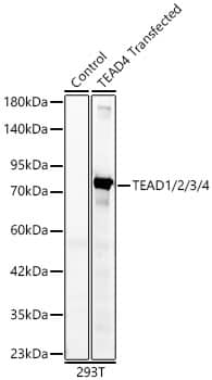 Western Blot: TEAD (pan) Antibody (3Q10Q8) [NBP3-16550] - Western blot analysis of lysates from wild type (WT) and 293T cells transfected with TEAD4 using TEAD1/2/3/4 mAb at 1:1000 dilution. Secondary antibody:HRP Goat Anti-Rabbit IgG (H+L) at 1:10000 dilution.Lysates/proteins: 25 ug per lane.Blocking buffer: 3% nonfat dry milk in TBST.Detection:ECL Basic Kit .Exposuretime: 10s.