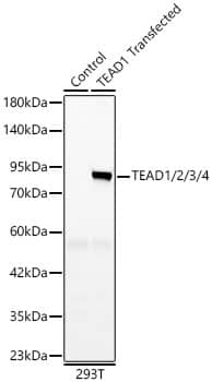 Western Blot: TEAD (pan) Antibody (3Q10Q8) [NBP3-16550] - Western blot analysis of various lysates using TEAD1 Rabbit mAb  at 1:3000 dilution.Secondary antibody: HRP Goat Anti-Rabbit IgG (H+L)  at 1:10000 dilution.Lysates/proteins: 25ug per lane.Blocking buffer: 3% nonfat dry milk in TBST.Detection: ECL Basic Kit .Exposure time: 1min.