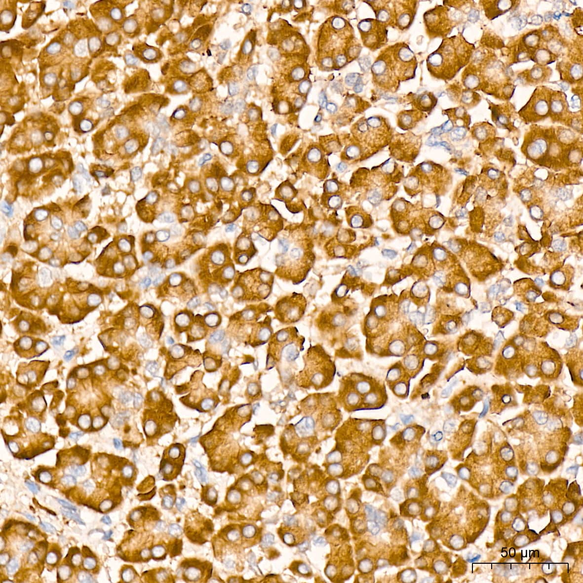 Immunohistochemistry: PA2G4/EBP1 Antibody (9J9U5) [NBP3-16561] - Immunohistochemistry analysis of PA2G4/EBP1 in paraffin-embedded human pancreas tissue using PA2G4/EBP1 Rabbit mAb  at a dilution of 1:800 (40x lens). High pressure antigen retrieval was performed with 0.01 M citrate buffer (pH 6.0) prior to IHC staining.