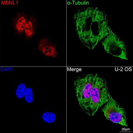 Immunocytochemistry/ Immunofluorescence: Muscleblind-like 1 Antibody (7N6W3) [NBP3-16574] - Confocal imaging of U-2 OS cells using Muscleblind-like 1 Rabbit mAb  followed by a further incubation with Cy3 Goat Anti-Rabbit IgG (H+L)  . The cells were counterstained with alpha-Tubulin Mouse mAb  followed by incubation with ABflo 488-conjugated Goat Anti-Mouse IgG (H+L) Ab  (Green). DAPI was used for nuclear staining (Blue). Objective: 100x.