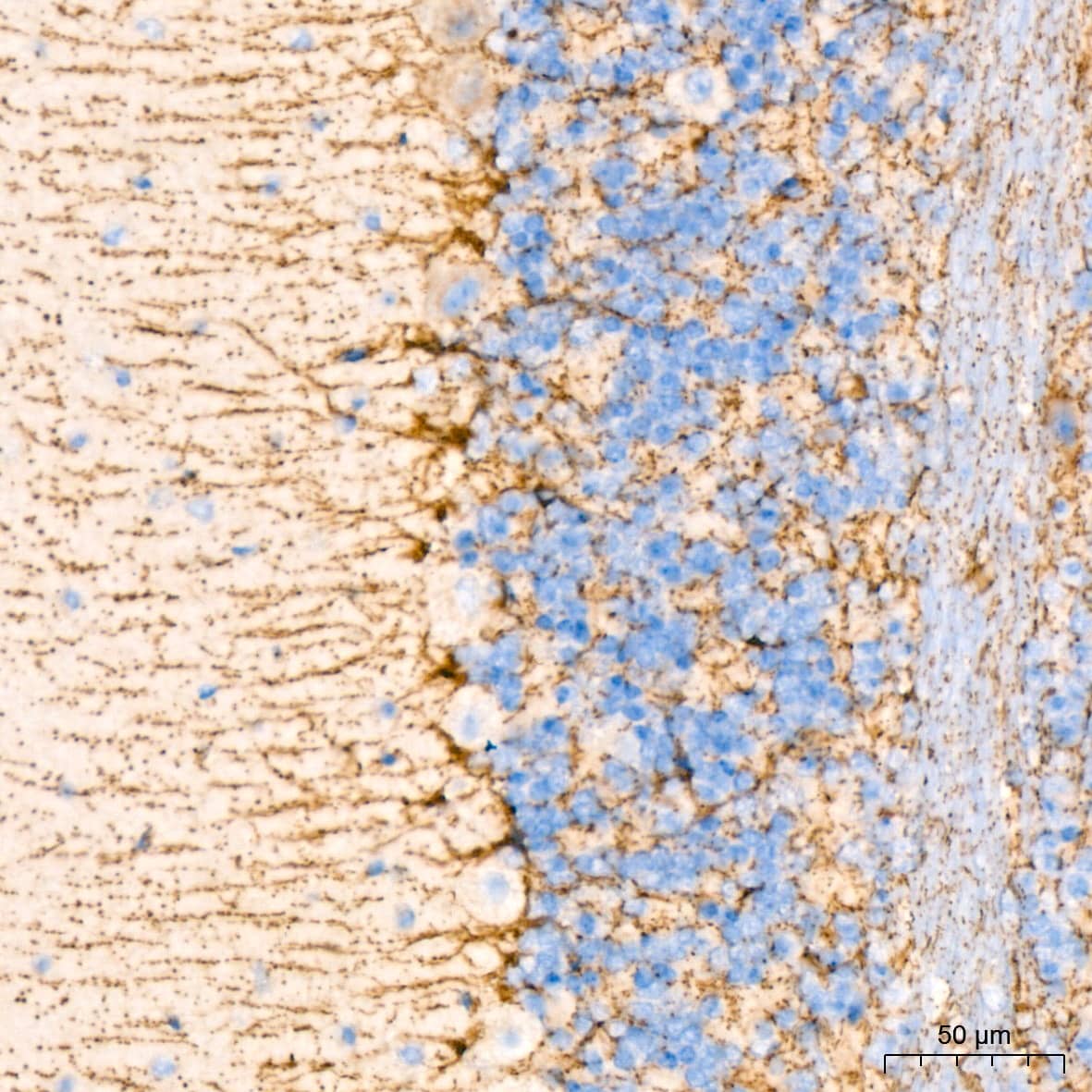 Immunohistochemistry: Glutamate Dehydrogenase Antibody (7L7N2) [NBP3-16582] - Immunohistochemistry analysis of paraffin-embedded Mouse brain tissue using Glutamate Dehydrogenase Rabbit mAb at a dilution of 1:200 (40x lens). High pressure antigen retrieval performed with 0.01M Tris-EDTA Buffer (pH 9.0) prior to IHC staining.