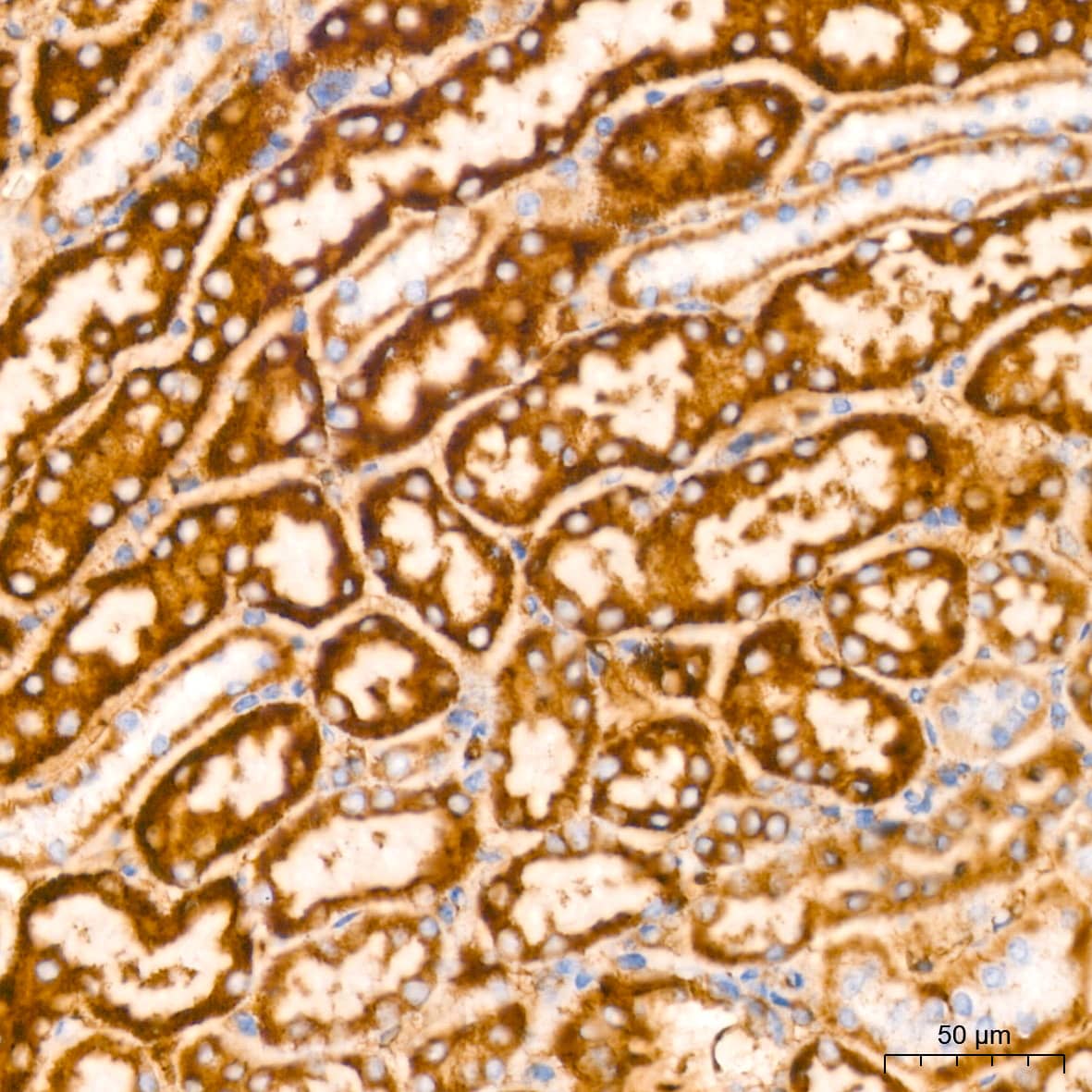 Immunohistochemistry: Glutamate Dehydrogenase Antibody (7L7N2) [NBP3-16582] - Immunohistochemistry analysis of paraffin-embedded Mouse kidney tissue using Glutamate Dehydrogenase Rabbit mAb at a dilution of 1:200 (40x lens). High pressure antigen retrieval performed with 0.01M Tris-EDTA Buffer (pH 9.0) prior to IHC staining.