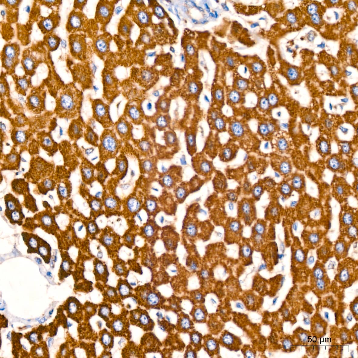 Immunohistochemistry: Glutamate Dehydrogenase Antibody (7L7N2) [NBP3-16582] - Immunohistochemistry analysis of paraffin-embedded Rat liver tissue using Glutamate Dehydrogenase Rabbit mAb at a dilution of 1:200 (40x lens). High pressure antigen retrieval performed with 0.01M Tris-EDTA Buffer (pH 9.0) prior to IHC staining.