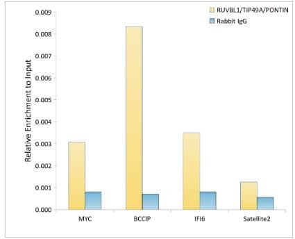 Chromatin Immunoprecipitation: RUVBL1 Antibody (7Q2U8) [NBP3-16583] -Analysis of extracts of HepG2 cells, using RUVBL1/TIP49A/PONTIN Rabbit mAb antibody and rabbit IgG.The amount of immunoprecipitated DNA was checked by quantitative PCR. Histogram was constructed by the ratios of the immunoprecipitated DNA to the input.