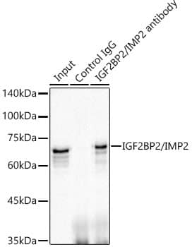 Immunoprecipitation: IMP2/IGF2BP2 Antibody (2O3W8) [NBP3-16585] - Immunoprecipitation analysis of 300 ug extracts of HepG2 cells using 3 ug IMP2/IGF2BP2 antibody . Western blot was performed from the immunoprecipitate using IMP2/IGF2BP2 antibody at a dilution of 1:1000.