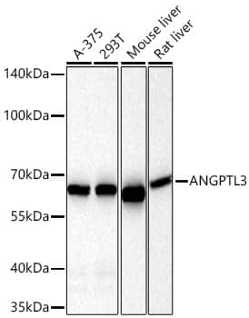 Western Blot: Angiopoietin-like Protein 3/ANGPTL3 Antibody (4W9A7) [Angiopoietin-like Protein 3/ANGPTL3] - Western blot analysis of various lysates using Angiopoietin-like Protein 3/ANGPTL3 Rabbit mAb  at 1:1000 dilution incubated at room temperature for 1.5 hours.Secondary antibody: HRP-conjugated Goat anti-Rabbit IgG (H+L)  at 1:10000 dilution.Lysates/proteins: 25 ug per lane.Blocking buffer: 3% nonfat dry milk in TBST.Detection: ECL Basic Kit .Exposure time: 60s.