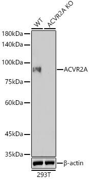 <b>Genetic Strategies Validation. </b>Western Blot: Activin RIIA Antibody (1K1J10) [Activin RIIA] - Western blot analysis of lysates from wild type(WT) and Activin RIIA knockout (KO) 293T cells, using [KO Validated] Activin RIIA Rabbit mAb  at 1:1000 dilution.Secondary antibody: HRP-conjugated Goat anti-Rabbit IgG (H+L)  at 1:10000 dilution.Lysates/proteins: 25ug per lane.Blocking buffer: 3% nonfat dry milk in TBST.Detection: ECL Enhanced Kit .Exposure time: 180s.