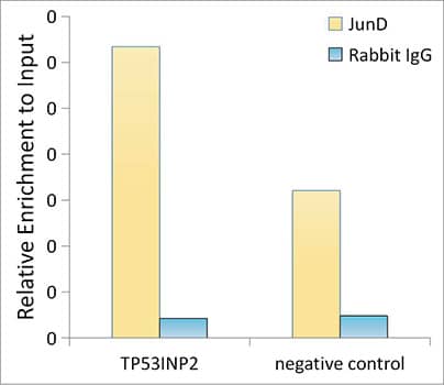 Chromatin Immunoprecipitation: JunD Antibody (5L7Y3) [NBP3-16600] - Chromatin immunoprecipitation analysis of extracts of HepG2 cells, using JunD antibody and rabbit IgG.The amount of immunoprecipitated DNA was checked by quantitative PCR. Histogram was constructed by the ratios of the immunoprecipitated DNA to the input.