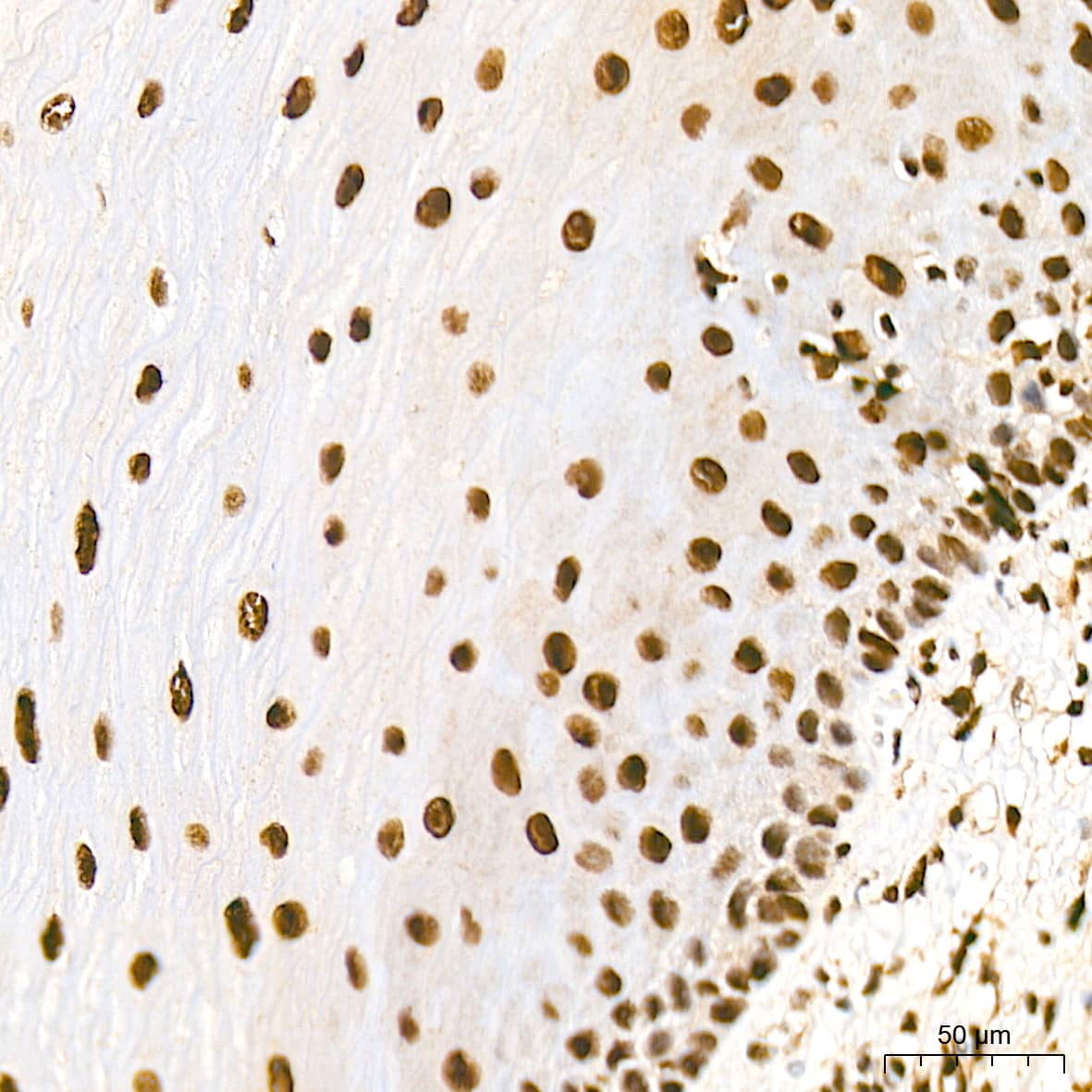 Immunohistochemistry: JunD Antibody (2D5A1) [NBP3-16602] - Immunohistochemistry analysis of JunD in paraffin-embedded human esophagus tissue using JunD Rabbit mAb  at a dilution of 1:200 (40x lens). High pressure antigen retrieval was performed with 0.01 M Tris-EDTA buffer (pH 9.0) prior to IHC staining.