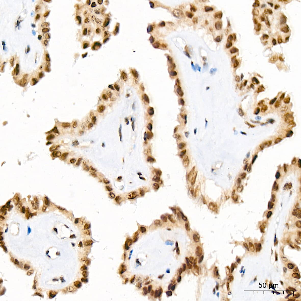 Immunohistochemistry JunD Antibody (2D5A1)