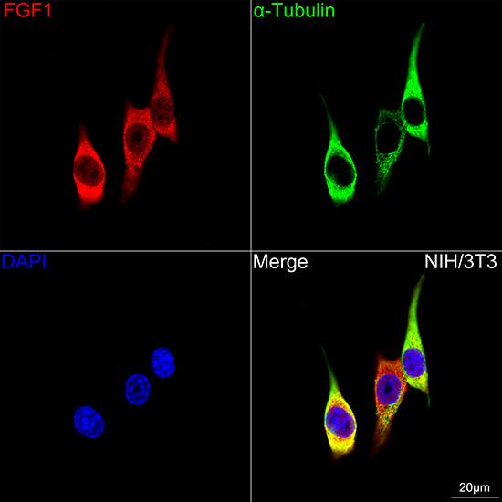 Immunocytochemistry/ Immunofluorescence: FGF acidic/FGF1 Antibody (3X3E5) [NBP3-16609] - Confocal imaging of NIH/3T3 cells using FGF acidic/FGF1 Rabbit mAb  followed by a further incubation with Cy3 Goat Anti-Rabbit IgG (H+L)  .The cells were counterstained with alpha-Tubulin Mouse mAb  followed by incubation with ABflo 488-conjugated Goat Anti-Mouse IgG (H+L) Ab  (Green). DAPI was used for nuclear staining (Blue). Objective: 100x.