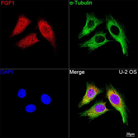 Immunocytochemistry/ Immunofluorescence: FGF acidic/FGF1 Antibody (3X3E5) [NBP3-16609] - Confocal imaging of U-2 OS cells using FGF acidic/FGF1 Rabbit mAb  followed by a further incubation with Cy3 Goat Anti-Rabbit IgG (H+L)  . The cells were counterstained with alpha-Tubulin Mouse mAb  followed by incubation with ABflo 488-conjugated Goat Anti-Mouse IgG (H+L) Ab  (Green). DAPI was used for nuclear staining (Blue). Objective: 100x.