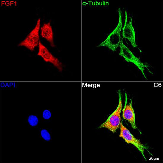 Immunocytochemistry/ Immunofluorescence: FGF acidic/FGF1 Antibody (3X3E5) [NBP3-16609] - Confocal imaging of C6 cells using FGF acidic/FGF1 Rabbit mAb  followed by a further incubation with Cy3 Goat Anti-Rabbit IgG (H+L)  . The cells were counterstained with alpha-Tubulin Mouse mAb  followed by incubation with ABflo 488-conjugated Goat Anti-Mouse IgG (H+L) Ab  (Green). DAPI was used for nuclear staining (Blue). Objective: 100x.