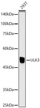 Western Blot: ULK3 Antibody (5Z7Z6) [NBP3-16622] - Western blot analysis of lysates from 293T cells using ULK3 Rabbit mAb  at 1:1000 dilution.Secondary antibody: HRP Goat Anti-Rabbit IgG (H+L)  at 1:10000 dilution.Lysates/proteins: 25ug per lane.Blocking buffer: 3% nonfat dry milk in TBST.Detection: ECL Enhanced Kit .Exposure time: 10s.