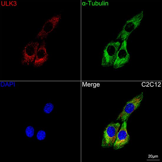 Immunocytochemistry/ Immunofluorescence: ULK3 Antibody (5Z7Z6) [NBP3-16622] - Confocal imaging of C2C12 cells using ULK3 Rabbit mAb  followed by a further incubation with Cy3 Goat Anti-Rabbit IgG (H+L)  . The cells were counterstained with alpha-Tubulin Mouse mAb  followed by incubation with ABflo 488-conjugated Goat Anti-Mouse IgG (H+L) Ab  (Green). DAPI was used for nuclear staining (Blue). Objective: 100x.