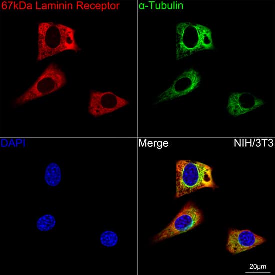 Immunocytochemistry/ Immunofluorescence: RPSA Antibody (2Q8Q6) [NBP3-16624] - Confocal imaging of NIH/3T3 cells using RPSA Rabbit mAb  followed by a further incubation with Cy3 Goat Anti-Rabbit IgG (H+L)  . The cells were counterstained with alpha-Tubulin Mouse mAb  followed by incubation with ABflo 488-conjugated Goat Anti-Mouse IgG (H+L) Ab  (Green). DAPI was used for nuclear staining (Blue). Objective: 100x.