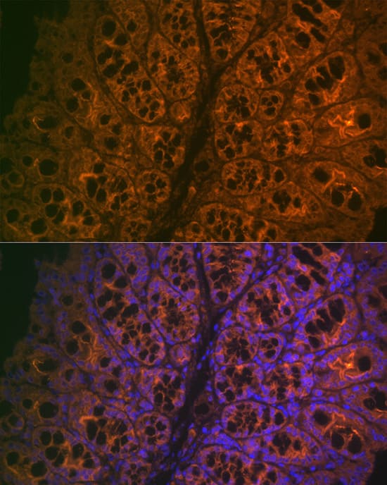 Immunocytochemistry/ Immunofluorescence: CEACAM6/CD66c Antibody (4Z3V7) [NBP3-16625] - Immunofluorescence analysis of mouse large intestine cells using CEACAM6/CD66c Rabbit mAb  at dilution of 1:100 (40x lens). Blue: DAPI for nuclear staining.