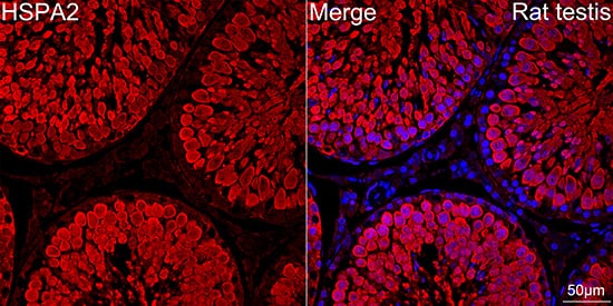 Immunocytochemistry/ Immunofluorescence: HSPA2 Antibody (5C9X0) [NBP3-16638] - Confocal imaging of paraffin-embedded Rat testis tissue using HSPA2 Rabbit mAb  followed by a further incubation with Cy3 Goat Anti-Rabbit IgG (H+L)  . DAPI was used for nuclear staining (Blue). Objective: 40x. Perform high pressure antigen retrieval with 0.01 M citrate buffer (pH 6.0) prior to IF staining.