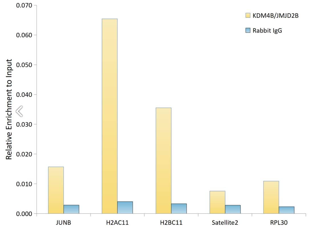 Chromatin Immunoprecipitation- JMJD2B Antibody (8I0I1) [NBP3-16639] -  Analysis of extracts of 5637; cells, using KDM4B/JMJD2B antibody and rabbit IgG.The amount of immunoprecipitated DNA was checked by quantitative PCR. Histogram was constructed by the ratios of the immunoprecipitated DNA to the input.