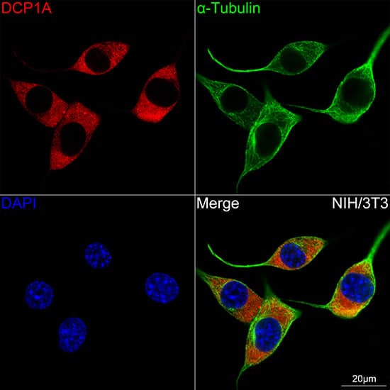 Immunocytochemistry/ Immunofluorescence: Dcp1a Antibody (7Q8Q6) [NBP3-16644] - Confocal imaging of NIH/3T3 cells using Dcp1a Rabbit mAb . The cells were counterstained with alpha-Tubulin Mouse mAb (Green). DAPI was used for nuclear staining (blue). Objective: 100x.