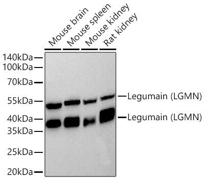 Western Blot: Legumain/Asparaginyl Endopeptidase Antibody (6X5U6) [NBP3-16645] - Western blot analysis of various lysates using Legumain/Asparaginyl Endopeptidase Rabbit mAb at 1:1000 dilution incubated at room temperature for 1.5 hours.Secondary antibody: HRP-conjugated Goat anti-Rabbit IgG (H+L) at 1:10000 dilution.Lysates/proteins: 25 ug per lane.Blocking buffer: 3% nonfat dry milk in TBST.Detection: ECL Basic Kit.Exposure time: 60s.