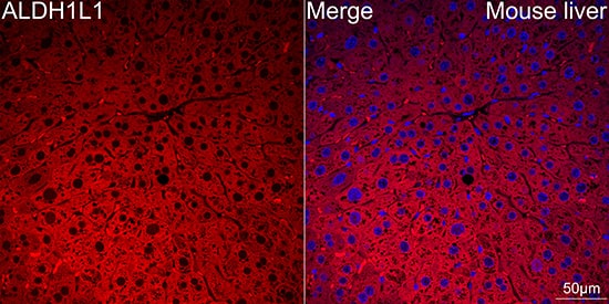 Immunocytochemistry/ Immunofluorescence: ALDH1L1 Antibody (6H10Y3) [NBP3-16658] - Confocal imaging of Mouse liver using ALDH1L1 Rabbit mAb. DAPI was used for nuclear staining (blue). Objective: 60x.