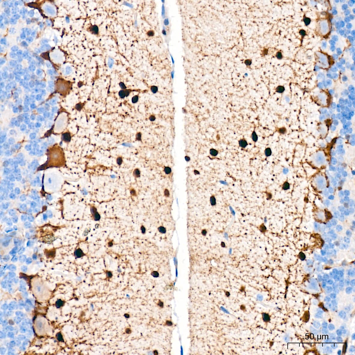 Immunohistochemistry: PKC delta Antibody (7I5U6) [NBP3-16660] - Immunohistochemistry analysis of PKC delta in paraffin-embedded mouse brain tissue using PKC delta Rabbit mAb  at a dilution of 1:200 (40x lens). High pressure antigen retrieval was performed with 0.01 M citrate buffer (pH 6.0) prior to IHC staining.