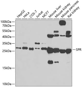 Western Blot: SPR Antibody - BSA Free [NBP3-16662] - Western blot analysis of various lysates using SPR Rabbit pAb at 1:500 dilution.Secondary antibody: HRP Goat Anti-Rabbit IgG (H+L) at 1:10000 dilution.Lysates/proteins: 25ug per lane.Blocking buffer: 3% nonfat dry milk in TBST.Detection: ECL Basic Kit.Exposure time: 90s.