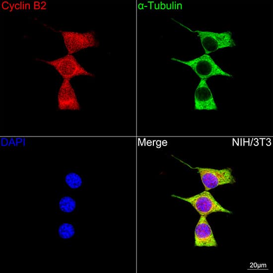 Immunocytochemistry/ Immunofluorescence: Cyclin B2 Antibody (1L9B9) [NBP3-16663] - Confocal imaging of NIH/3T3 cells using Cyclin B2 Rabbit mAb followed by a further incubation with Cy3 Goat Anti-Rabbit IgG (H+L) . The cells were counterstained with alpha-Tubulin Mouse mAb followed by incubation with ABflo(R) 488-conjugated Goat Anti-Mouse IgG (H+L) Ab (Green). DAPI was used for nuclear staining (Blue). Objective: 100x.