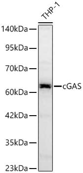 Western Blot: cGAS Antibody - BSA Free [NBP3-16666] - Western blot analysis of lysates from THP-1 cells using cGAS Rabbit pAb at 1:1000 dilution incubated overnight at 4C.Secondary antibody: HRP-conjugated Goat anti-Rabbit IgG (H+L) at 1:10000 dilution.Lysates/proteins: 25 ug per lane.Blocking buffer: 3% nonfat dry milk in TBST.Detection: ECL Basic Kit.Exposure time: 90s.