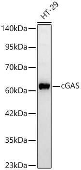 Western Blot: cGAS Antibody - BSA Free [NBP3-16666] - Western blot analysis of lysates from HT-29 cells using cGAS Rabbit pAb at 1:1000 dilution incubated overnight at 4C.Secondary antibody: HRP-conjugated Goat anti-Rabbit IgG (H+L) at 1:10000 dilution.Lysates/proteins: 25 ug per lane.Blocking buffer: 3% nonfat dry milk in TBST.Detection: ECL Basic Kit.Exposure time: 60s.
