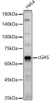 Western Blot: cGAS Antibody - BSA Free [cGAS] - Western blot analysis of lysates from HeLa cells using cGAS Rabbit pAb  at 1:1000 dilution.Secondary antibody: HRP-conjugated Goat anti-Rabbit IgG (H+L)  at 1:10000 dilution.Lysates/proteins: 25 ug per lane.Blocking buffer: 3% nonfat dry milk in TBST.Detection: ECL Basic Kit .Exposure time: 30s.