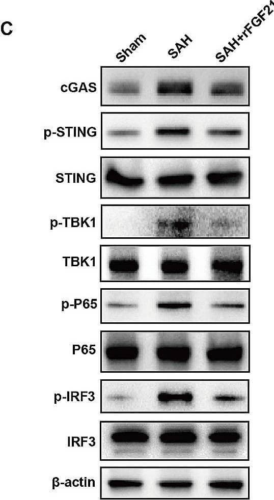 Western Blot cGAS Antibody - BSA Free