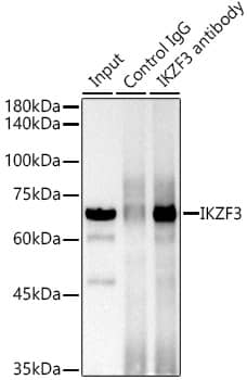 Immunoprecipitation: Aiolos/IKZF3 Antibody (4U7F9) [NBP3-16668] - Immunoprecipitation analysis of 300 ug extracts of Raji cells using 3 ug Aiolos/IKZF3 antibody . Western blot was performed from the immunoprecipitate using Aiolos/IKZF3 antibody at a dilution of 1:500.