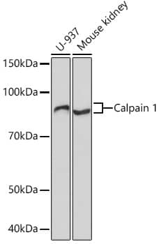 Western Blot: Calpain 1 Antibody (10E6O5) [NBP3-16687] - Western blot analysis of extracts of various cell lines, using Calpain 1 Rabbit mAb  at 1:1000 dilution.Secondary antibody: HRP Goat Anti-Rabbit IgG (H+L)  at 1:10000 dilution.Lysates/proteins: 25ug per lane.Blocking buffer: 3% nonfat dry milk in TBST.Detection: ECL Basic Kit .Exposure time: 3min.