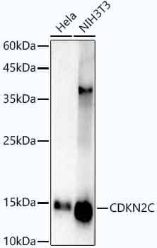 Western Blot: p18INK4c/CDKN2C Antibody (1Q10Q4) [NBP3-16695] - Western blot analysis of extracts of HepG2 cells, using CDKN2C antibody  at  1:1000 dilution.Secondary antibody: HRP Goat Anti-Rabbit IgG (H+L)  at 1:10000 dilution.Lysates/proteins: 25ug per lane.Blocking buffer: 3% nonfat dry milk in TBST.Detection: ECL Enhanced Kit .Exposure time: 180s.