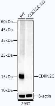 Western Blot: p18INK4c/CDKN2C Antibody (1Q10Q4) [NBP3-16695] - Western blot analysis of extracts from wild type(WT) and CDKN2C knockout (KO) 293T cells, using CDKN2C antibody  at  1:1000 dilution.Secondary antibody: HRP Goat Anti-Rabbit IgG (H+L)  at 1:10000 dilution.Lysates/proteins: 25ug per lane.Blocking buffer: 3% nonfat dry milk in TBST.Detection: ECL Enhanced Kit .Exposure time: 180s.