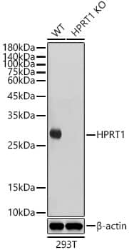 <b>Genetic Strategies Validation. </b>Western Blot: HPRT Antibody (4N2Q6) [NBP3-16702] - Western blot analysis of lysates from wild type(WT) and HPRT knockout (KO) 293T cells, using [KO Validated] HPRT Rabbit mAb at 1:1000 dilution.Secondary antibody: HRP-conjugated Goat anti-Rabbit IgG (H+L) at 1:10000 dilution.Lysates/proteins: 25ug per lane.Blocking buffer: 3% nonfat dry milk in TBST.Detection: ECL Basic Kit.Exposure time: 5s.