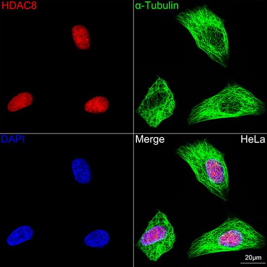 Immunocytochemistry/ Immunofluorescence: Histone Deacetylase 8/HDAC8 Antibody (1O2Y5) [NBP3-16713] - Confocal imaging of HeLa cells using [KO Validated] Histone Deacetylase 8/HDAC8 Rabbit mAb. The cells were counterstained with alpha-Tubulin Mouse mAb (Green). DAPI was used for nuclear staining (blue). Objective: 100x.