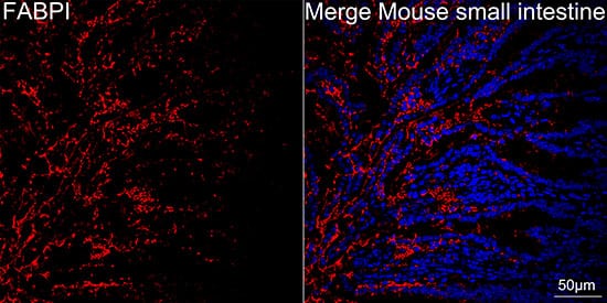 Immunocytochemistry/ Immunofluorescence: FABP2/I-FABP Antibody (5W9L6) [NBP3-16717] - Confocal imaging of paraffin-embedded mouse small intestine using FABP2/I-FABP Rabbit mAb followed by a further incubation with Cy3 Goat Anti-Rabbit IgG (H+L).DAPI was used for nuclear staining (Blue). Objective: 40x.Perform high pressure antigen retrieval with 0.01M citrate buffer (pH 6.0) prior to IF staining.