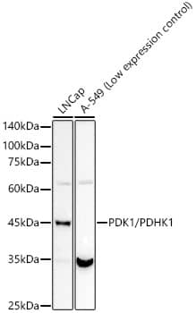 Western Blot: Pyruvate Dehydrogenase Kinase 1/PDK1 Antibody (5T6S8) [NBP3-16720] - Western blot analysis of various lysates, using Pyruvate Dehydrogenase Kinase 1/PDK1 Rabbit mAb at 1:20000 dilution.Secondary antibody: HRP-conjugated Goat anti-Rabbit IgG (H+L) at 1:10000 dilution.Lysates/proteins: 25ug per lane.Blocking buffer: 3% nonfat dry milk in TBST.Detection: ECL Basic Kit.Exposure time: 90s.