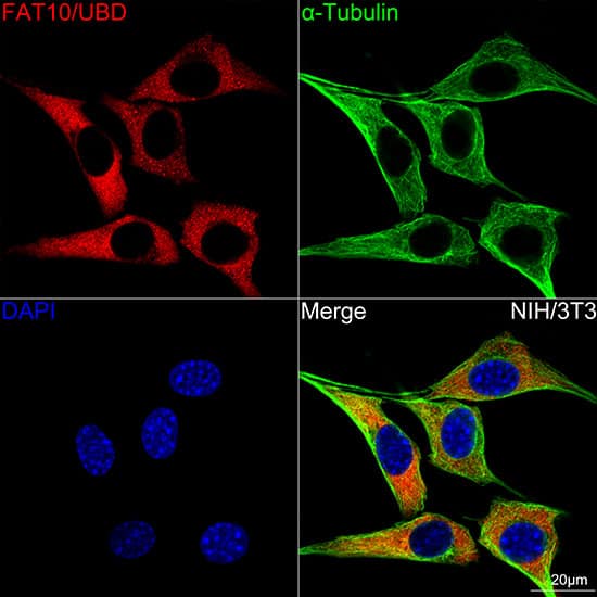 Immunocytochemistry/ Immunofluorescence: FAT10 Antibody (10A6T5) [NBP3-16731] - Confocal imaging of NIH/3T3 cells using FAT10 Rabbit mAb . The cells were counterstained with alpha-Tubulin Mouse mAb  (Green). DAPI was used for nuclear staining (blue). Objective: 100x.